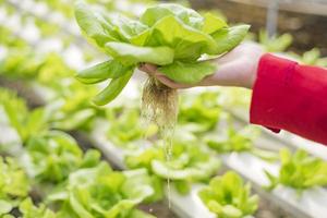 una agricultora asiática inspeccionando las raíces de una planta de lechuga en un sistema hidropónico. el dueño del jardín inspecciona la calidad de las verduras en las plantaciones de invernadero. foto