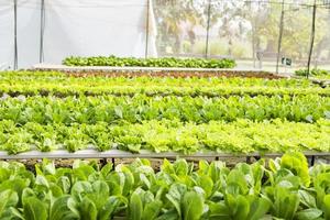 Organic hydroponic vegetable cultivation farm with soft light. photo