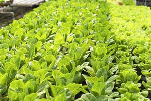 Close up hand farmer in hydroponic garden during morning time food background concept with copy space. photo