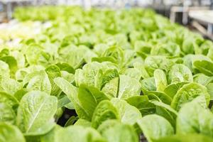 Close-up Fresh Lettuce Leaves, Butterhead Lettuce Leaves, Hydroponic Vegetable Leaves Organic Food Agriculture.