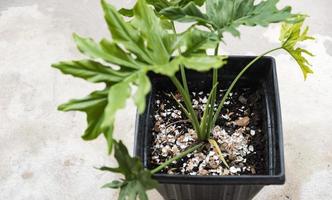 feeding crushed eggs shells onto plants as natural garden organic fertilizer at home. photo