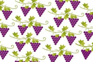 uvas diseño púrpura baya patrón vector transparente