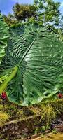 The giant taro leaf photo