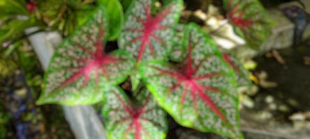 Portrait background beautiful taro leaf photo