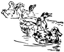 Seven Ducks, vintage illustration. vector