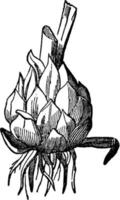 Bulbous Root vintage illustration. vector