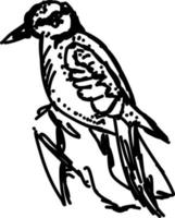 Bird drawing, illustration, vector on white background.