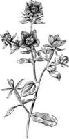 Specularia Speculum vintage illustration. vector
