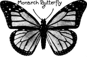 mariposa monarca, ilustración vintage. vector