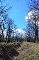Spring landscape with a deep ravine filled with fallen leaves surrounded by a lot of trees on the edge of the forest next to the village photo