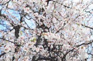 Pink Apple Tree Blossoms with white flowers on blue sky background photo