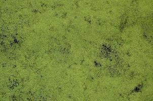 Texture of swamp water dotted with green duckweed and marsh vegetation photo