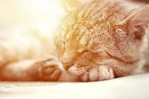 Close up of a sad and lazy tabby cat napping on the couch outdoors in evening photo
