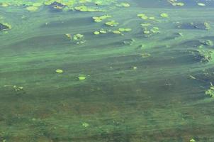 The surface of an old swamp covered with duckweed and lily leaves photo