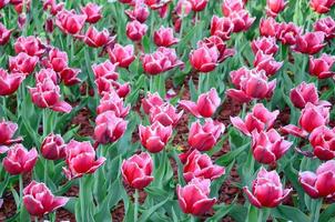 imagen de hermosos tulipanes en la profundidad superficial del campo de cerca foto