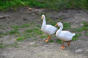 A pair of funny white geese are walking along the dirty grassy yard photo