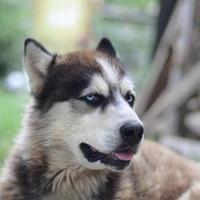 Arctic Malamute with blue eyes muzzle portrait close up. This is a fairly large dog native type photo