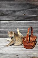 A thick cat is located next to an empty wicker basket lies on a wooden surface photo