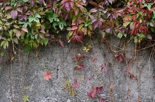 vino salvaje que cubre un muro de hormigón foto