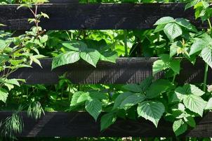 A huge bush of raspberry grows next to the wooden fence of the village garden. Background image associated with seasonal harvest photo