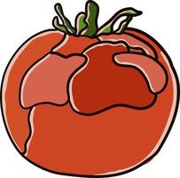 tomate plano, ilustración, vector sobre fondo blanco.