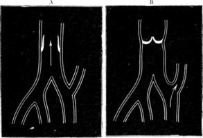 Blood Flow in the Valves of Veins, vintage illustration. vector