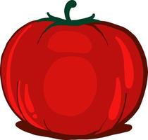 Red fresh tomato , illustration, vector on white background