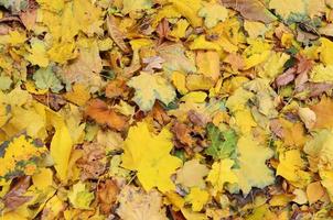 un gran número de hojas de otoño caídas y amarillentas en el suelo. textura de fondo de otoño foto