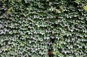 The texture of a lot of flowering green vines from wild ivy that cover a concrete wall photo