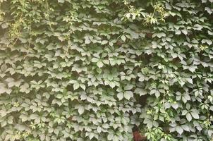 The texture of a lot of flowering green vines from wild ivy that cover a concrete wall photo