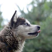 Arctic Malamute with blue eyes muzzle portrait close up. This is a fairly large dog native type photo