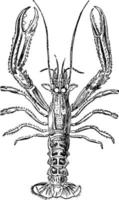 Nephrops Norvegicus vintage illustration. vector