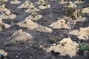 mulching rosales. una gran cantidad de rosales recortados están cubiertos de aserrín de madera y tallos para su conservación en invierno foto