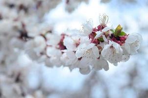 Pink Apple Tree Blossoms with white flowers on blue sky background photo