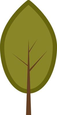 White oak tree, illustration, on a white background.