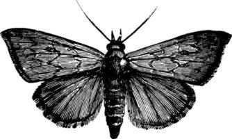 Owlet Moth or Aletia argillacea, vintage illustration. vector