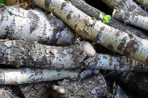 Closeup of firewood from old poplar with rough white bark photo