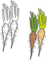 Fresh salsify, illustration, vector on white background.