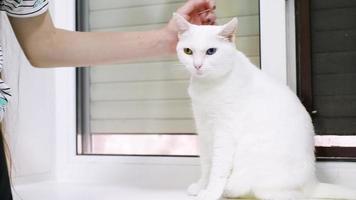 Human hand stroking white cat with green and blue eyes on windowsill video