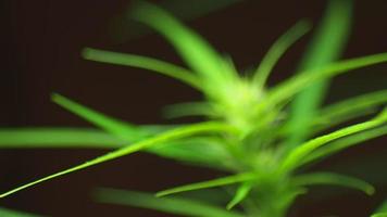 video de primer plano de una planta de cannabis en flor sobre un fondo negro.