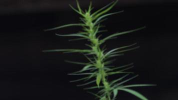 Close-up video of a flowering cannabis plant on a black background.