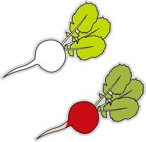 Fresh radish, illustration, vector on white background.