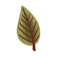 follaje de la planta de hoja vector