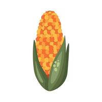 corn fresh vegetable vector