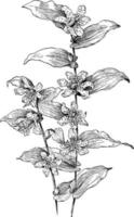 Tricyrtis Hirta vintage illustration. vector