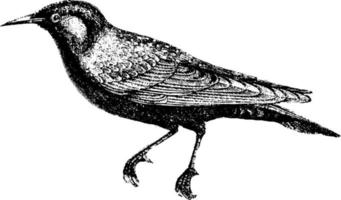 Starling, vintage illustration. vector