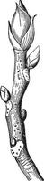 ilustración vintage de nogal americano shagbark. vector