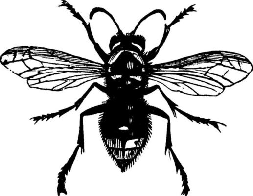 White faced Wasp, vintage illustration.