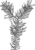 Genus Abies, Link. Fir vintage illustration. vector