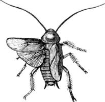 Cockroach, vintage illustration. vector
